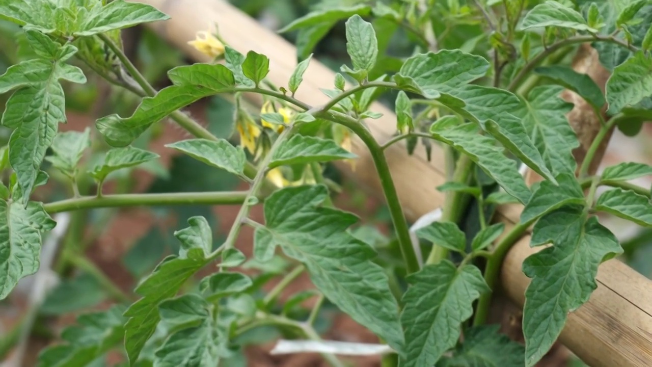 西红柿种植菜园菜地视频下载