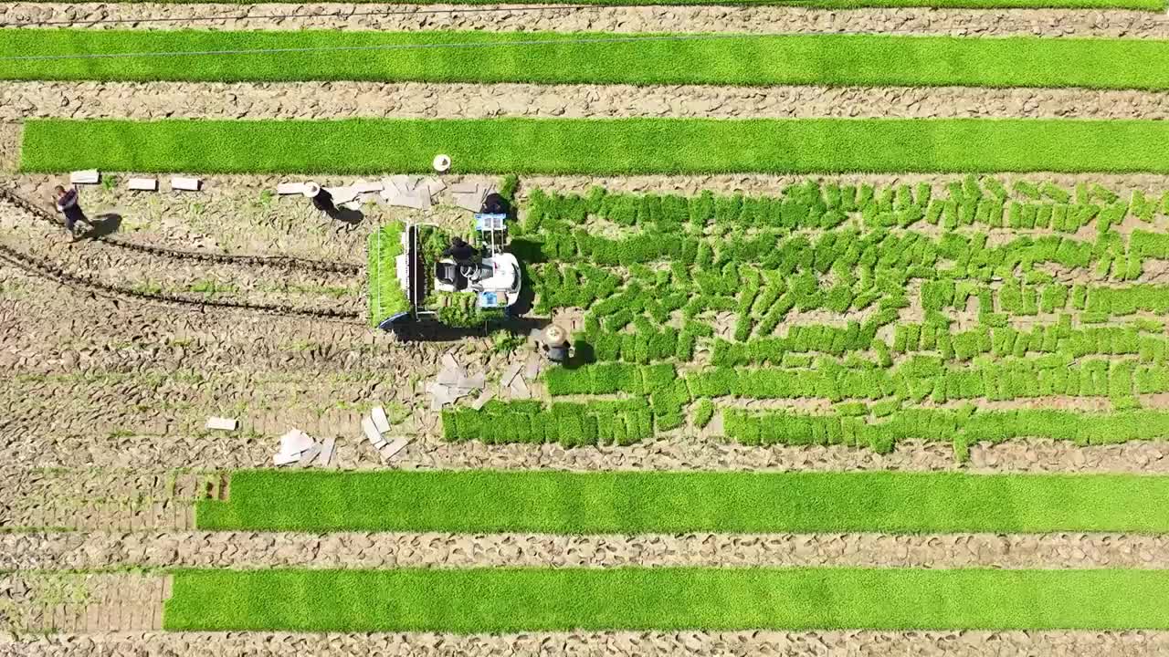 春耕 插秧 农业 机器 农业设备 稻田 农作物 种植 农民视频下载