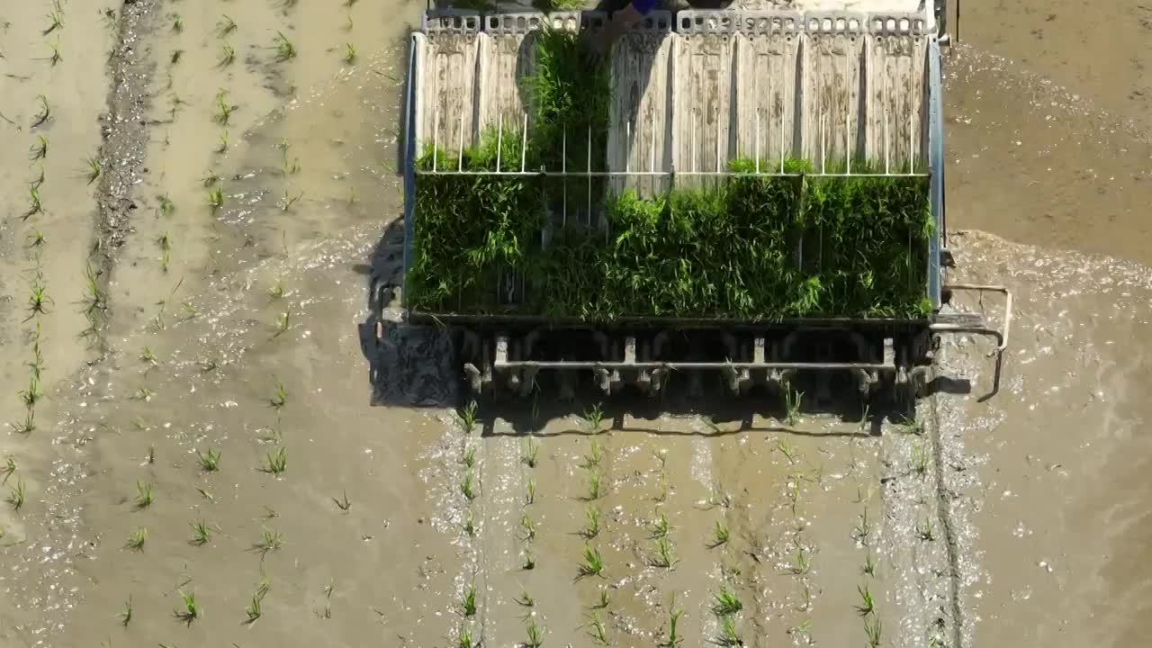 春耕 插秧 农业 机器 农业设备 稻田 农作物 种植 农民视频下载