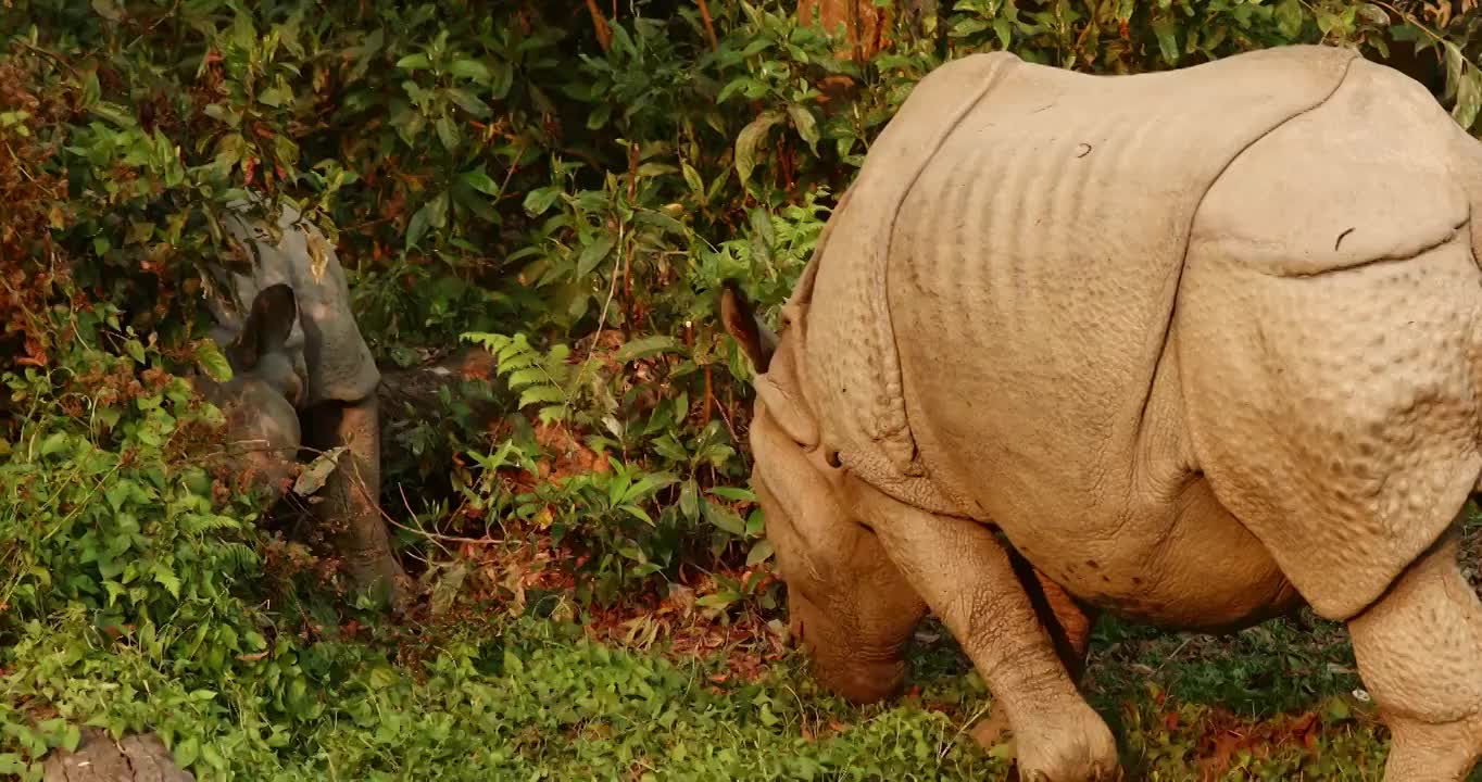 犀牛正在吃草，独角犀牛，白犀牛，尼泊尔奇特旺国家森林公园视频下载