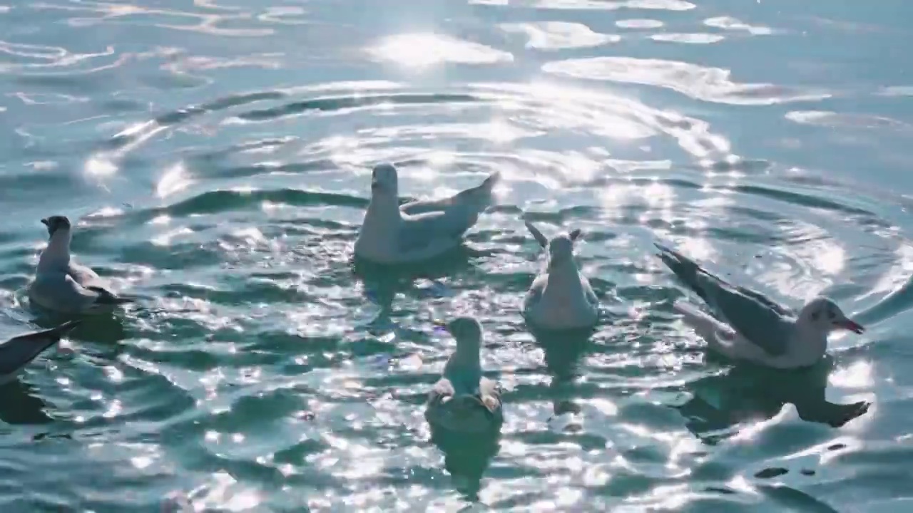 云南大理洱海海鸥视频下载