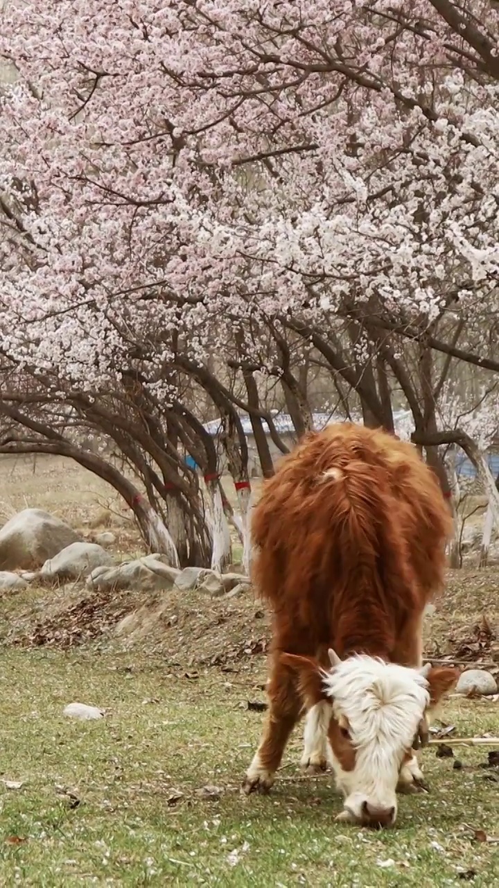 农田里，杏花下的牛，南疆杏花；帕米尔高原的春天，春天正在吃草的牛视频下载