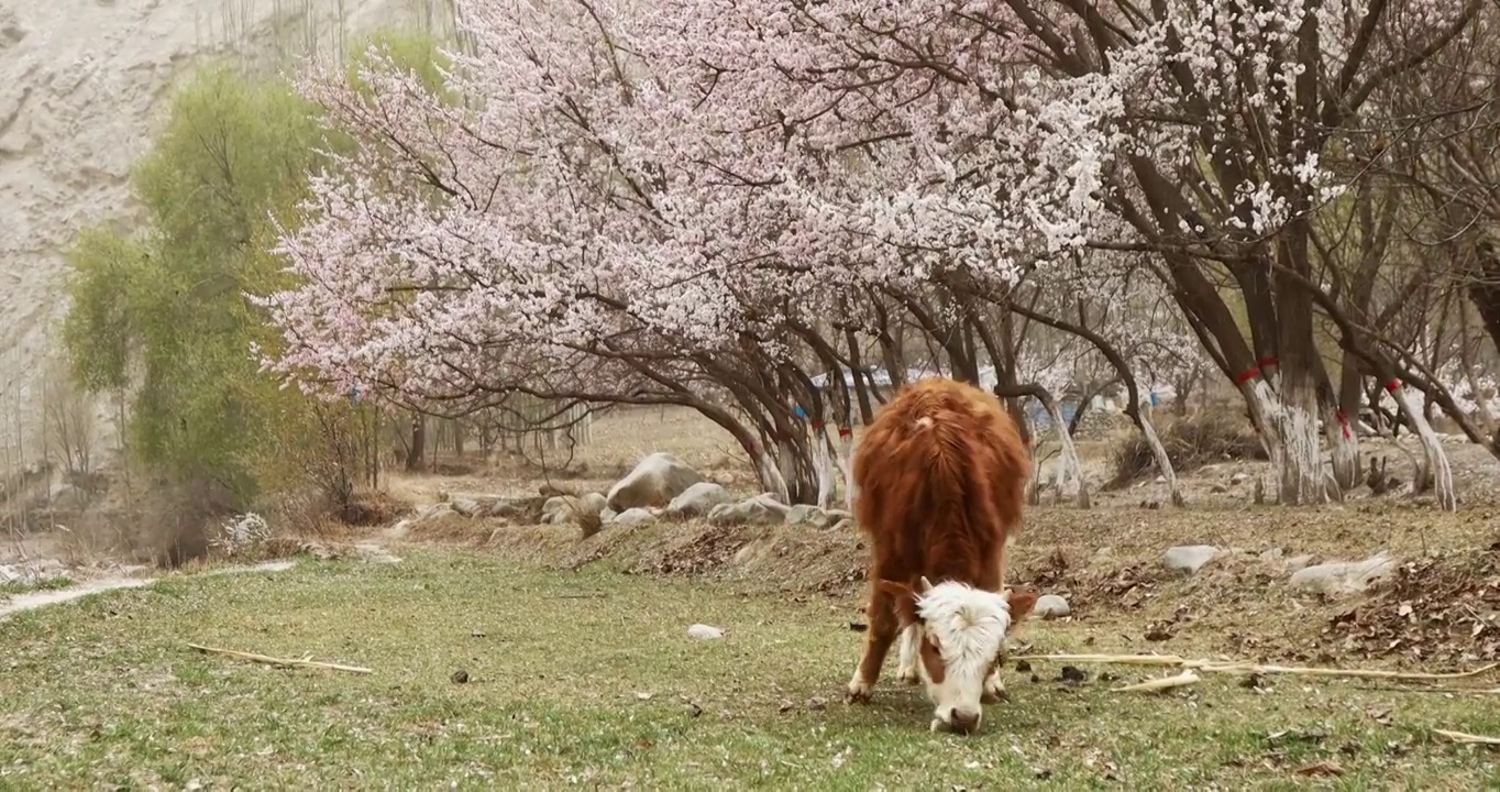 农田里，杏花下的牛，南疆杏花；帕米尔高原的春天，春天正在吃草的牛视频下载