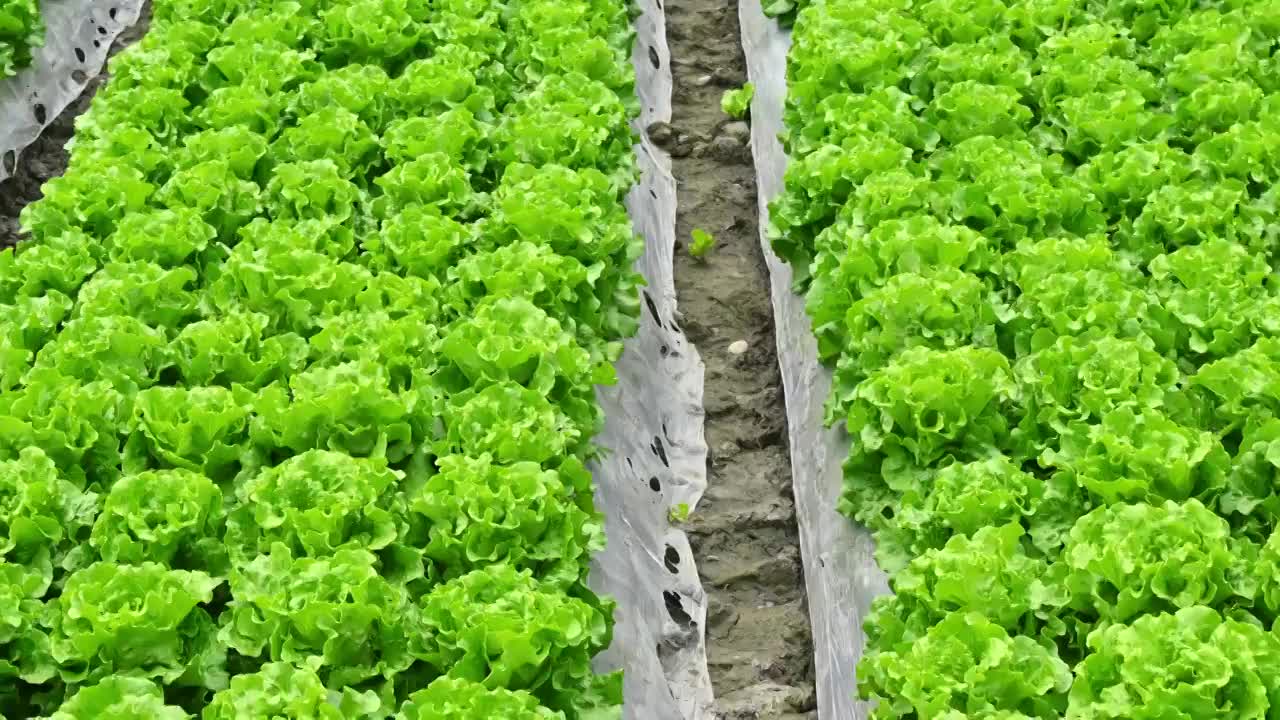生菜种植基地生菜特写白昼实时视频下载