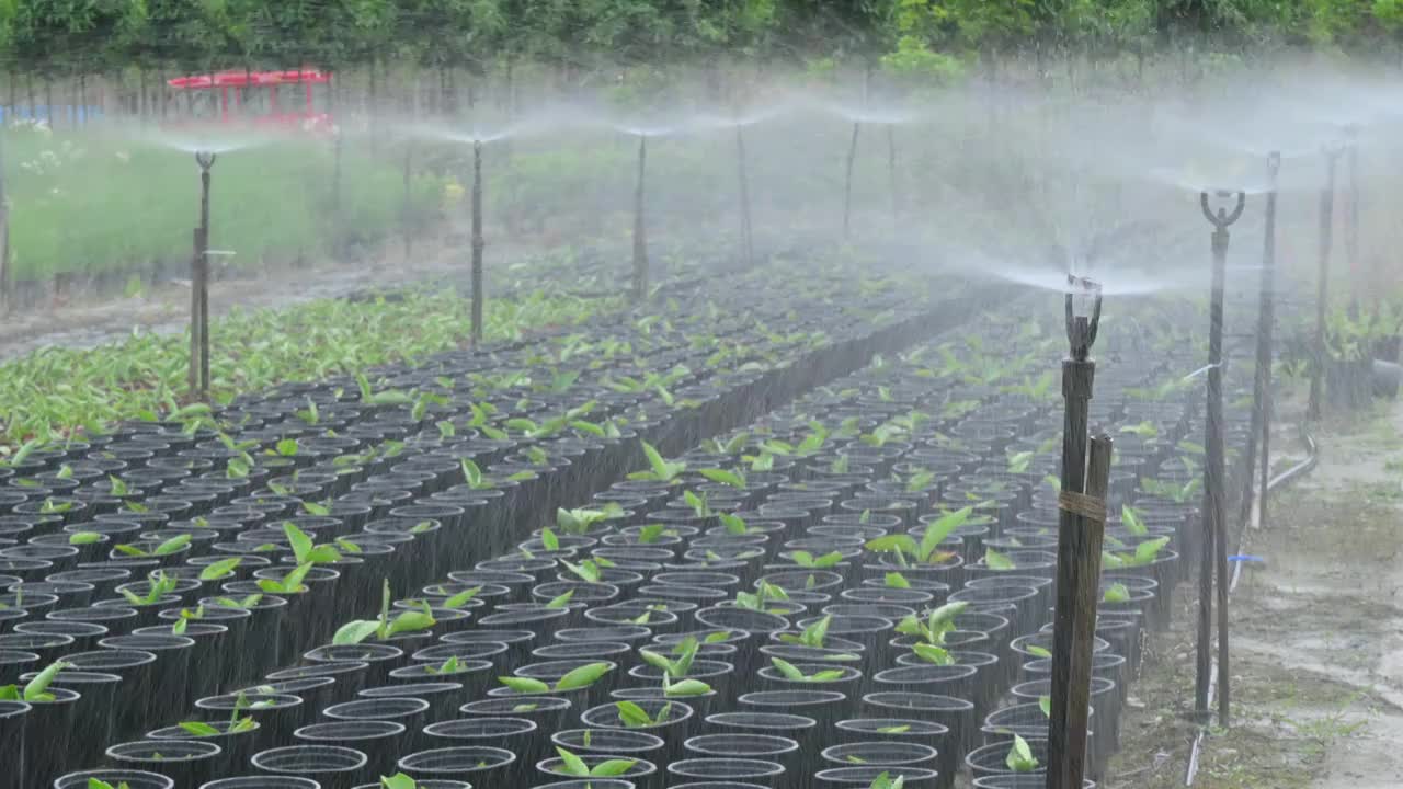 花卉种植基地现代喷灌设备正在给植物浇水视频下载