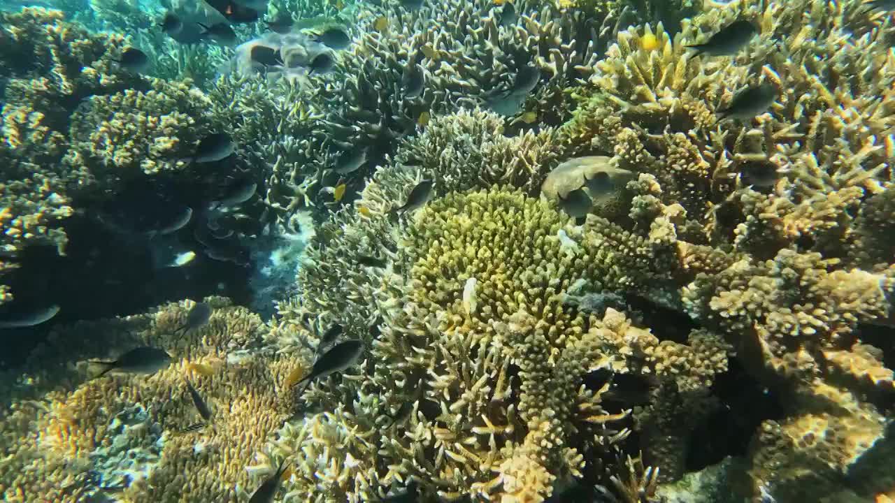 水下摄影，海底的珊瑚礁与鱼群，仙本那潜水摄影，水下的生物世界视频素材