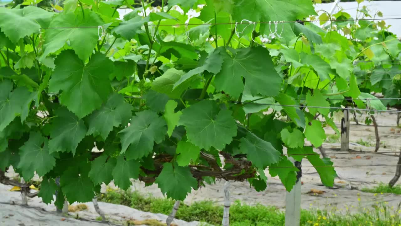 大棚葡萄种植园白昼晴天实时视频下载