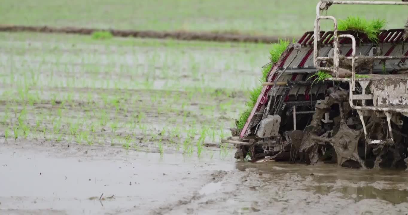 春天，农民在水稻田里用插秧机插秧视频购买