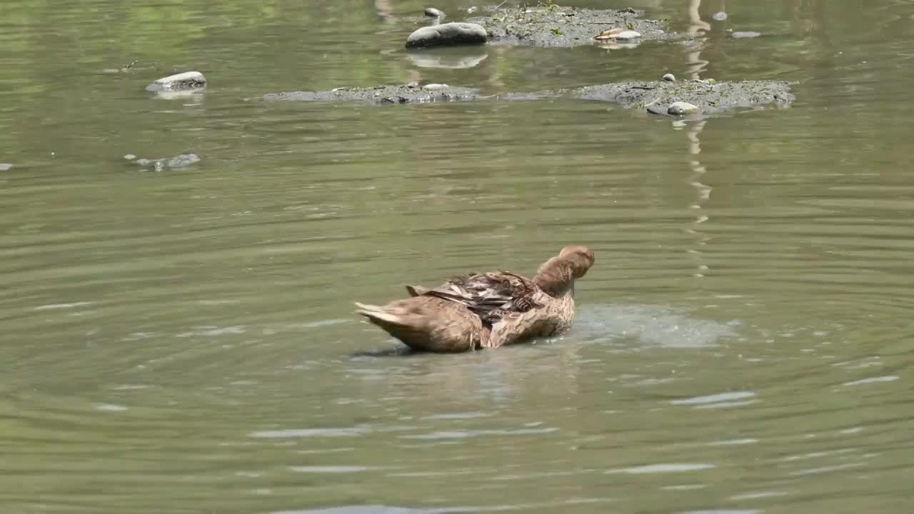 池塘里的鸭子在洗澡清洗羽毛,展翅扇动翅膀视频下载