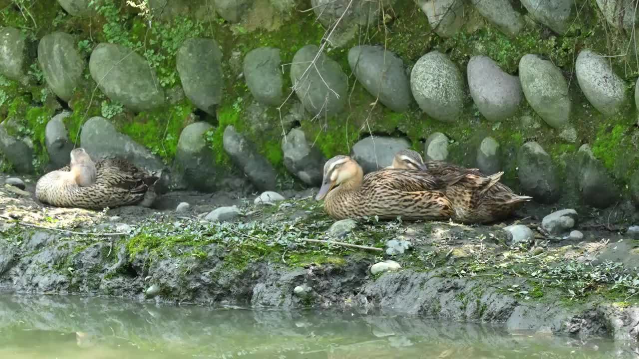 岸边两只鸭子在睡觉打盹休息实时视频下载