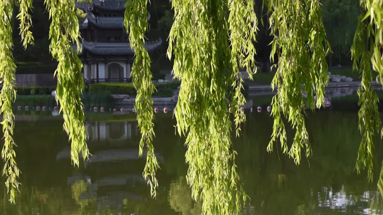 清晨北京陶然亭公园湖畔摇曳的垂柳视频下载