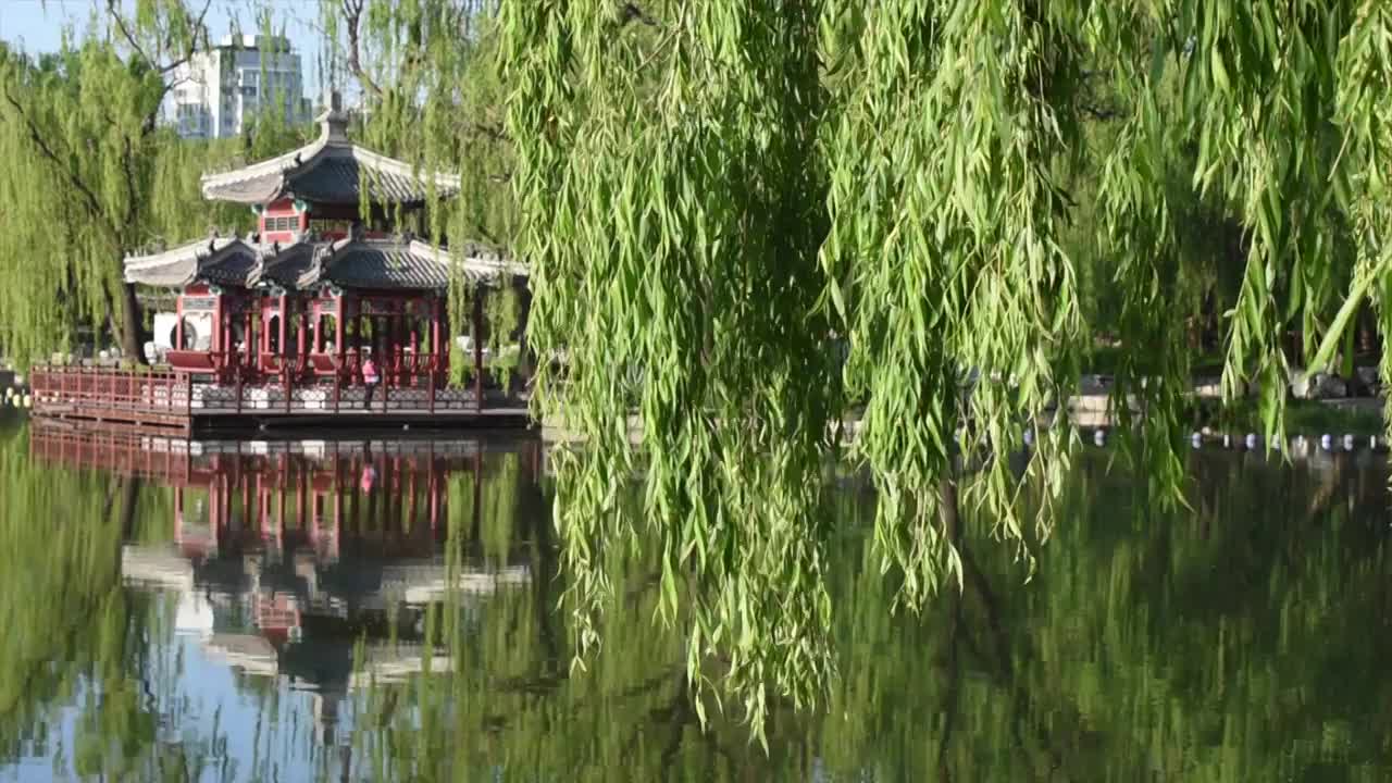 清晨北京陶然亭公园湖畔摇曳的垂柳视频素材