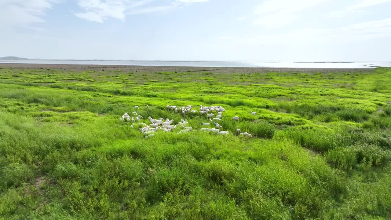 江苏南京石臼湖草海和羊群的田园风光视频下载