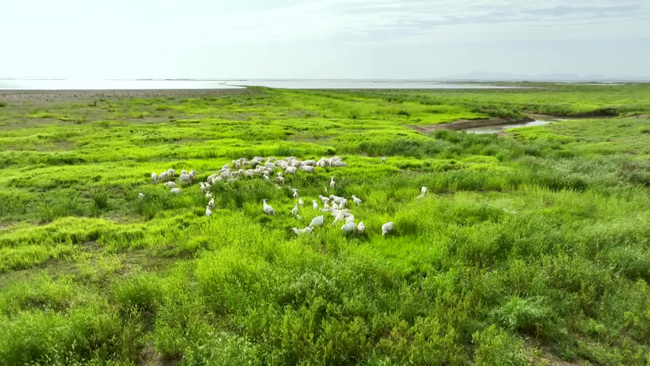 南京高淳石臼湖的草海和羊群的田园风光视频下载