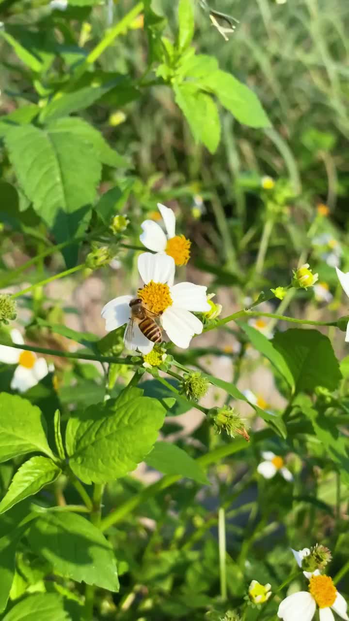 春天蜜蜂采花蜜微距背景竖屏视频下载