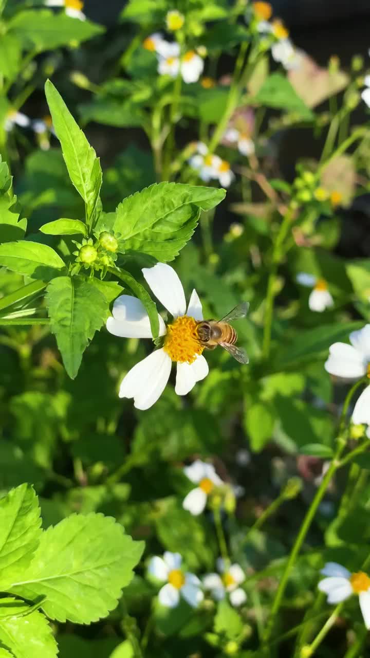 春天蜜蜂采花蜜微距背景竖屏视频下载