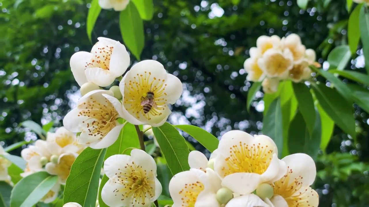 春天季节蜜蜂采花蜜背景微距特写视频下载