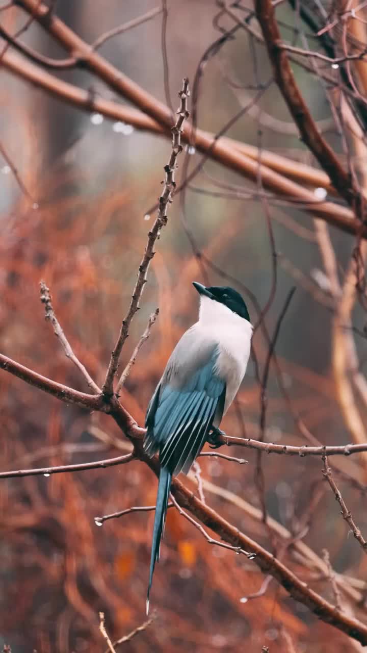 蓝尾喜鹊在雨后的树林里栖息视频下载