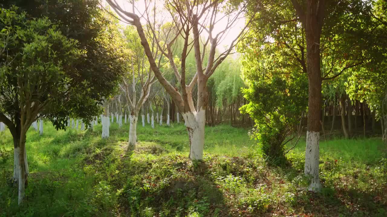 阳光穿过树林视频下载