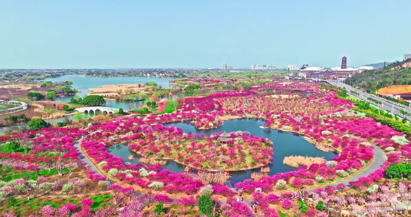 春天公园里盛开的梅花视频下载