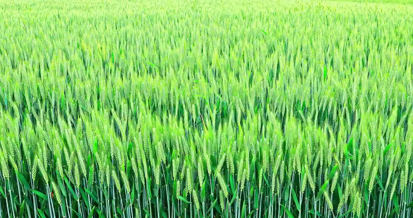 春季雨后田地里随风摇摆的小麦视频素材
