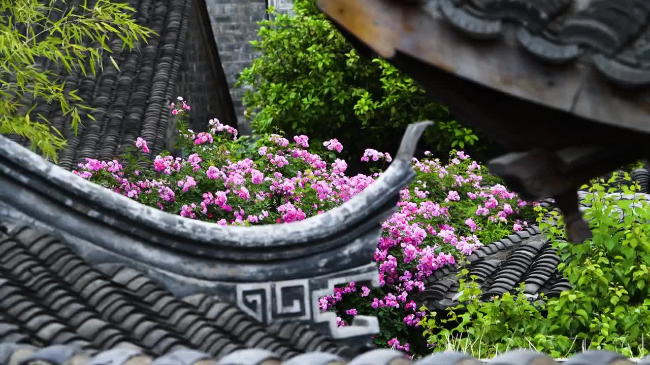 风中的蔷薇花，江苏南京视频购买