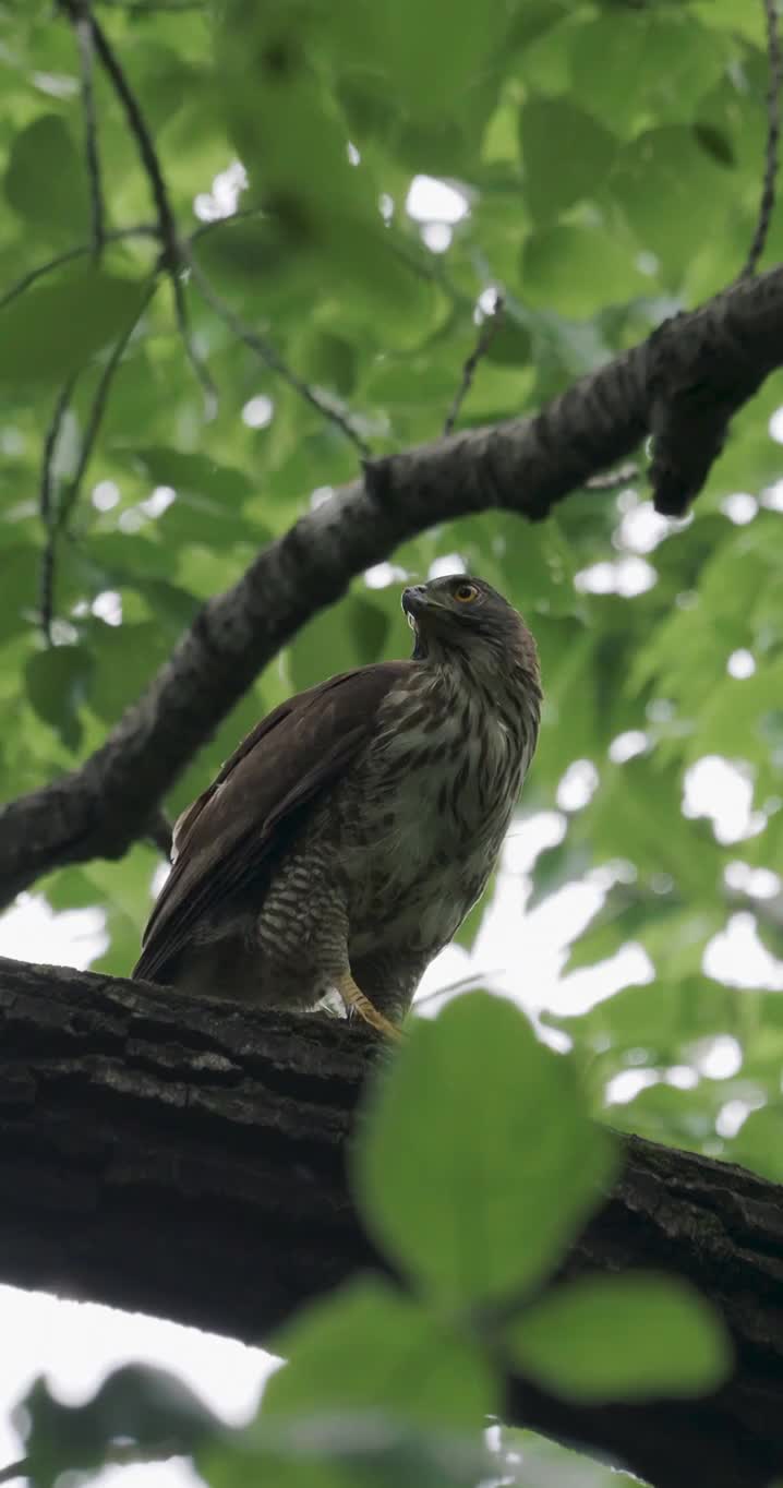 风雨中孵化期间的雌凤头鹰迅速进食补充体能视频素材