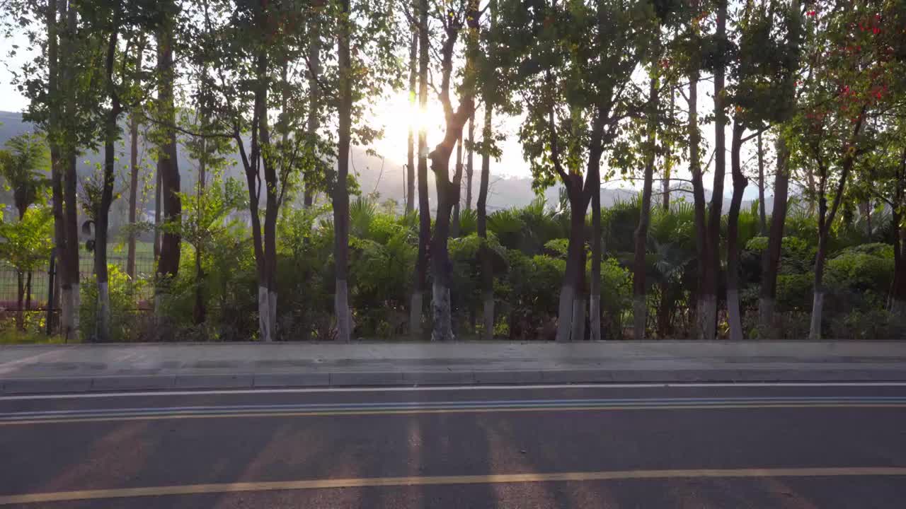 阳光穿过树林清晰空镜视频素材