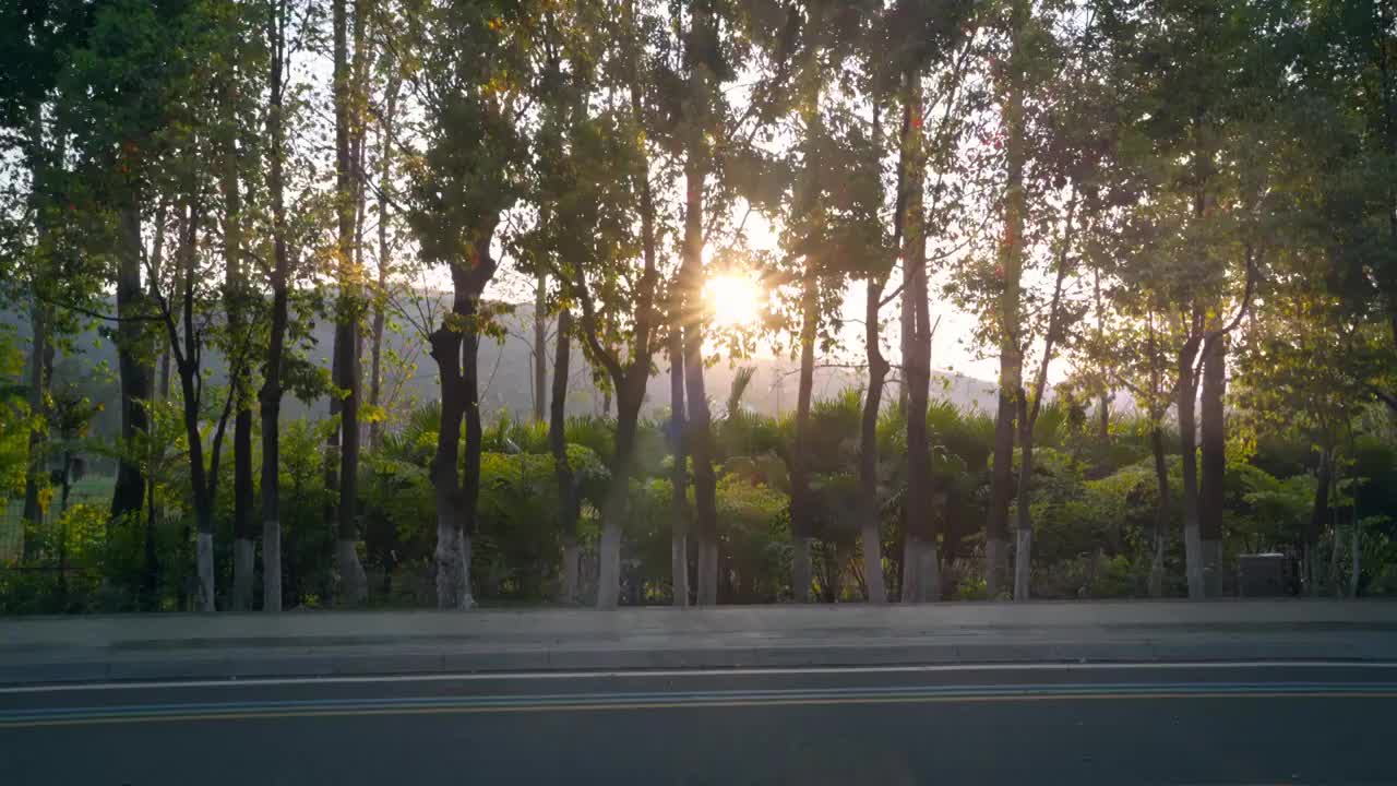 阳光穿过树林清晰空镜视频素材