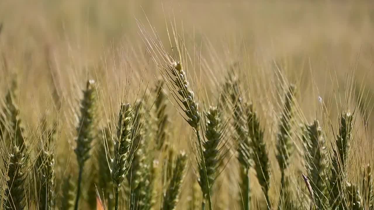 夏天的小麦成熟视频素材