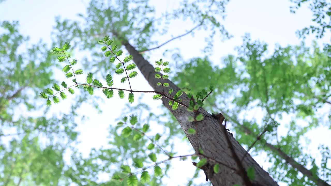 春天水杉树绿色环境视频素材