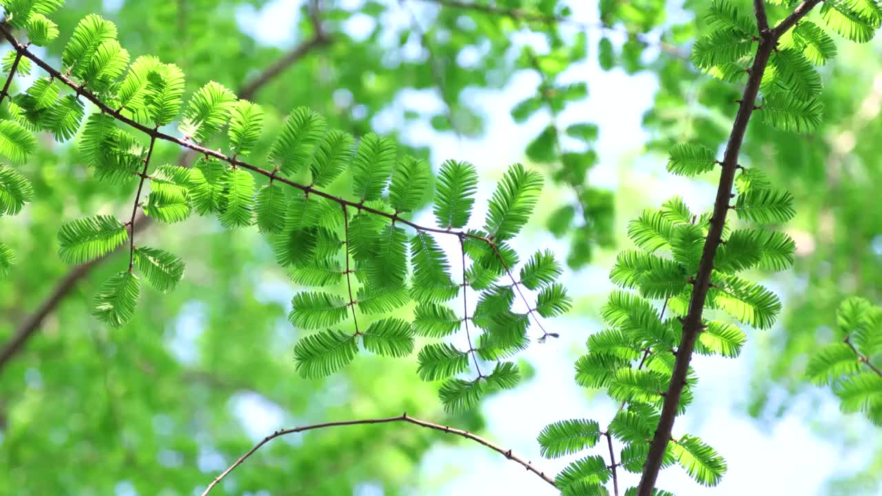 春天水杉树绿色环境视频素材