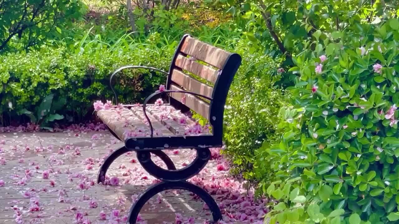 落在椅子上的樱花视频下载