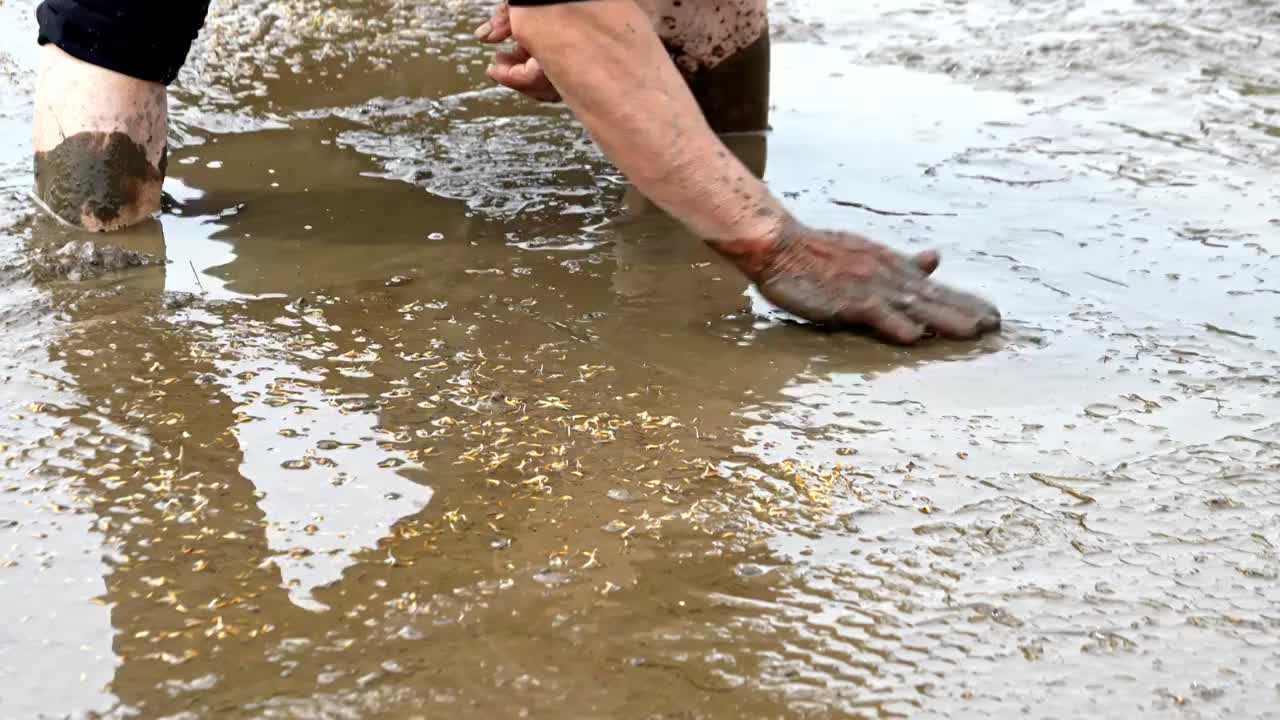 农民撒播水稻种子春天立春雨水芒种小满稻谷视频下载