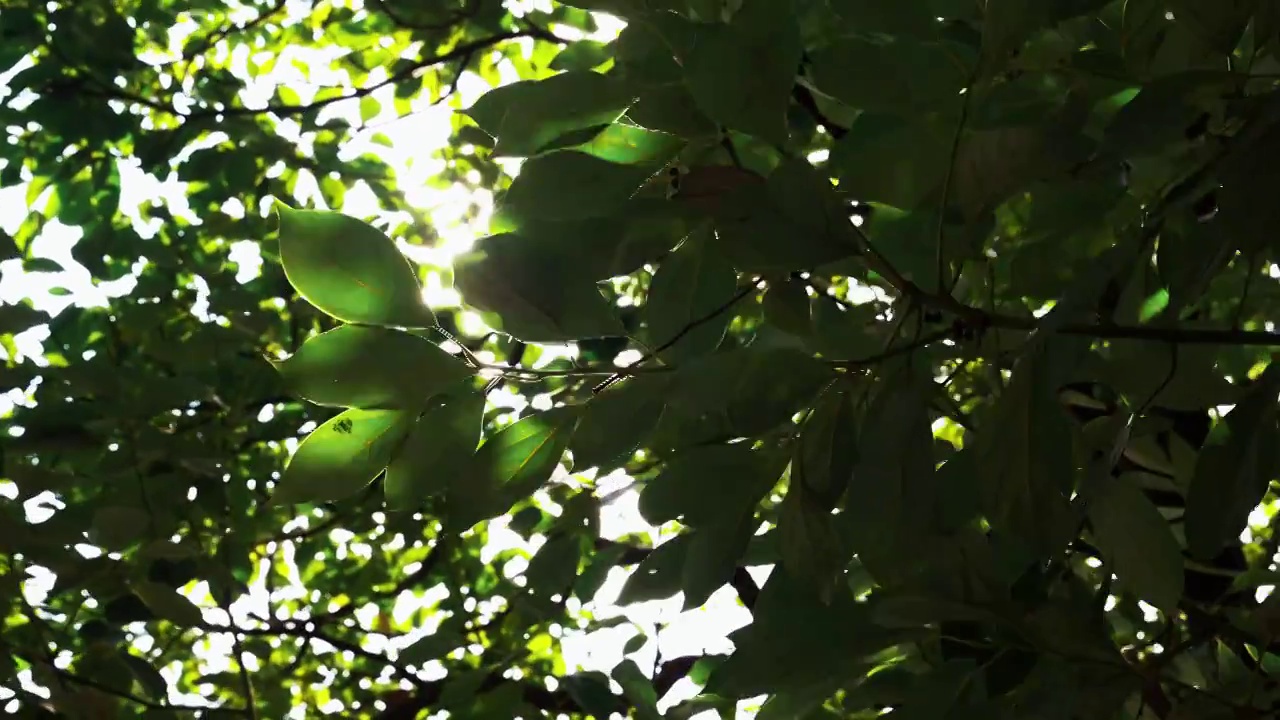 夏天阳光穿过树叶光影清新空镜视频素材