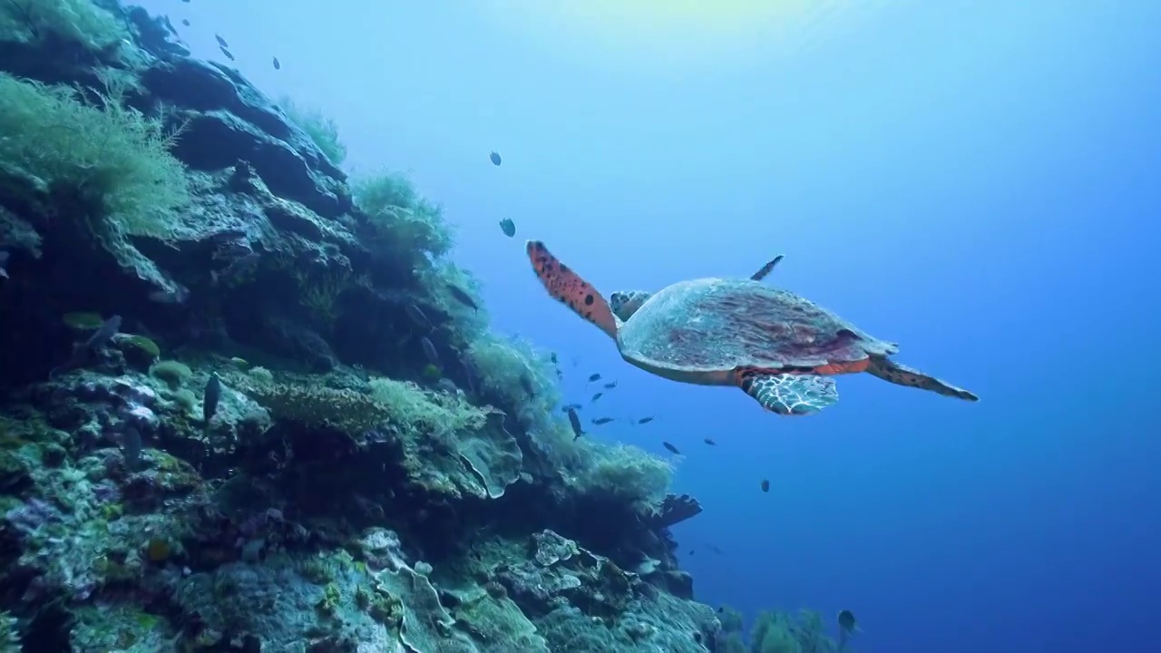 水下摄影游动的海龟视频下载