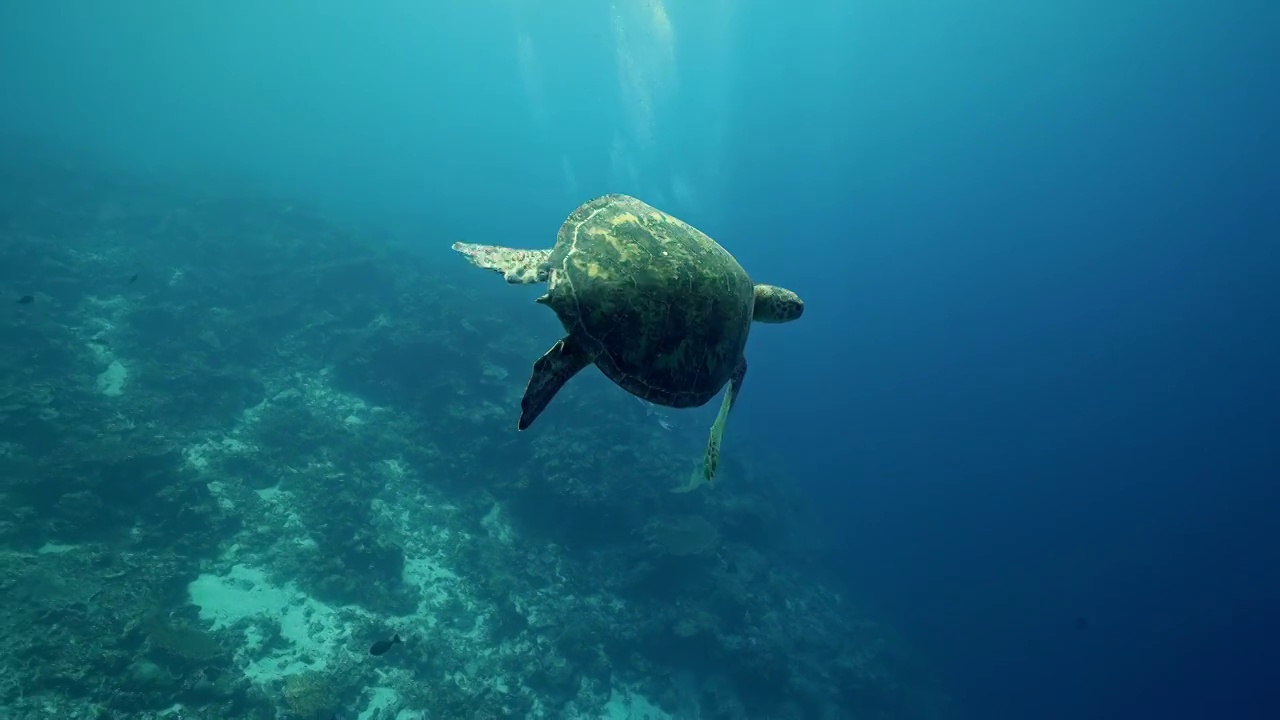 水下摄影游动的海龟视频下载