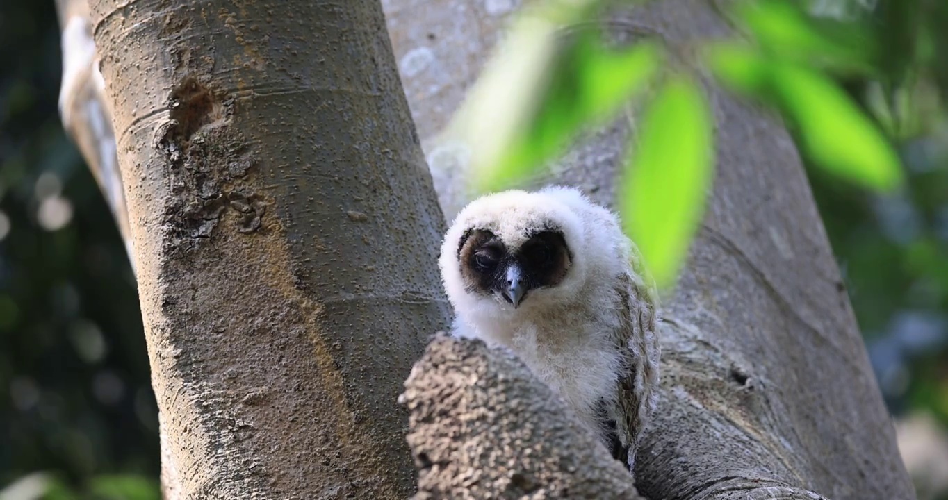睁着大眼睛的猫头鹰幼鸟视频下载