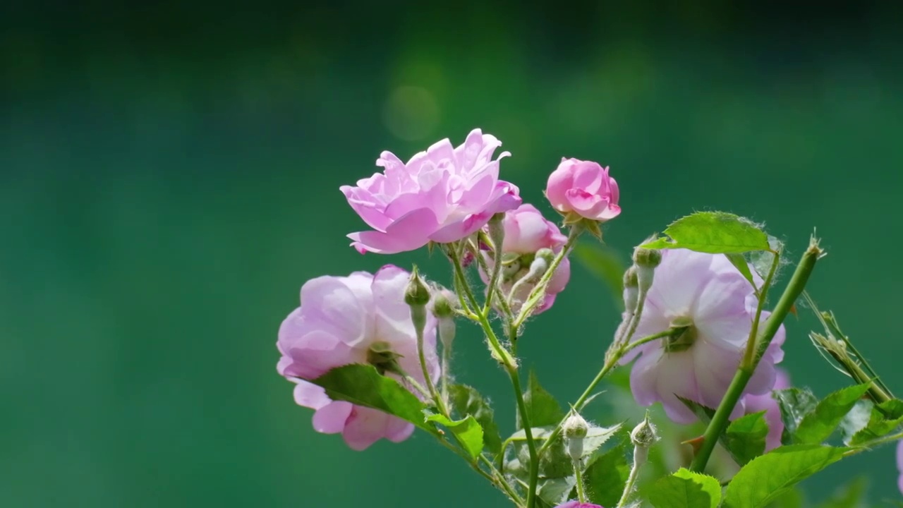 水面为背景的蔷薇花特写视频素材