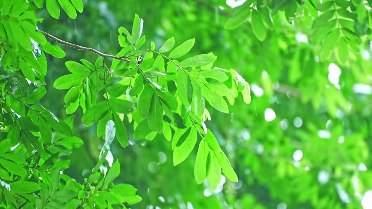 春天下雨唯美清新柳树空镜视频下载