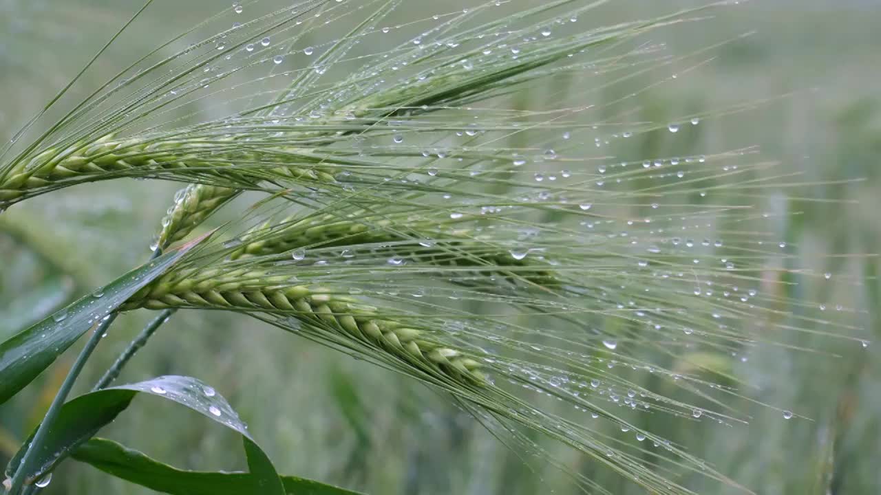 小麦麦穗粮食下雨雨水谷雨小满视频素材