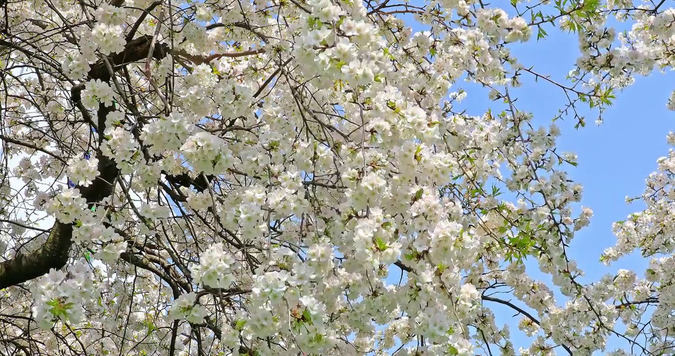春季盛开的樱花视频下载