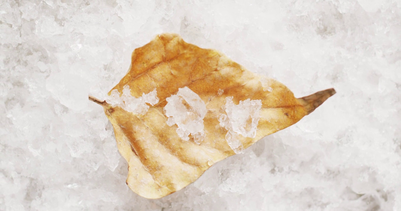 视频的秋天冻结黄叶在冬天冰冷的背景视频下载