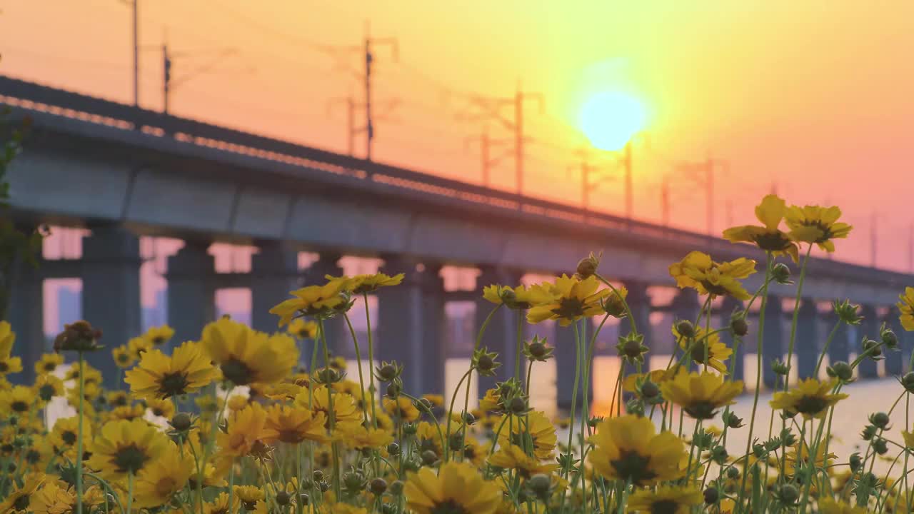 日落时分高铁驶过阳澄湖畔的雏菊花海视频下载