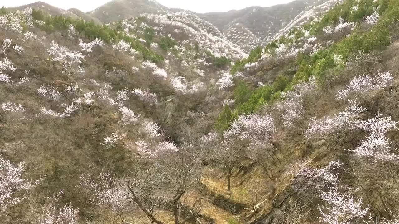 4K航拍春天北京花海视频素材