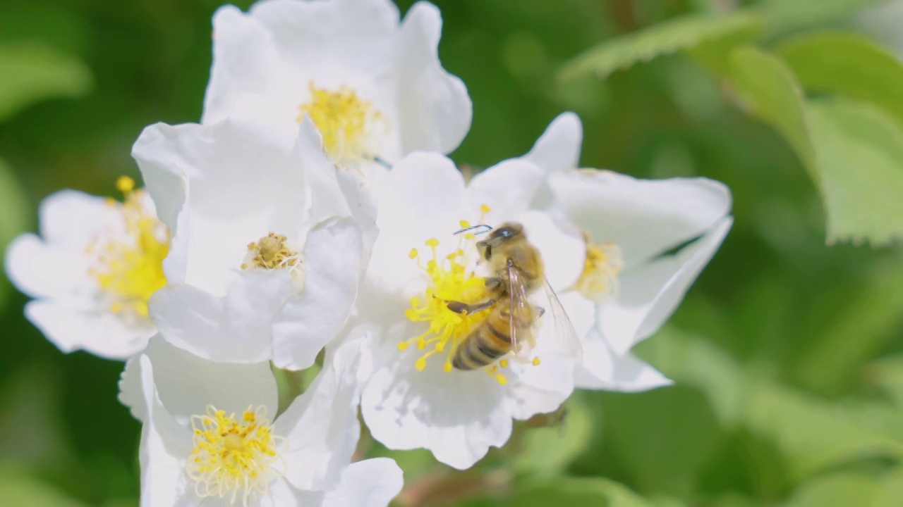 蜜蜂采蜜视频素材