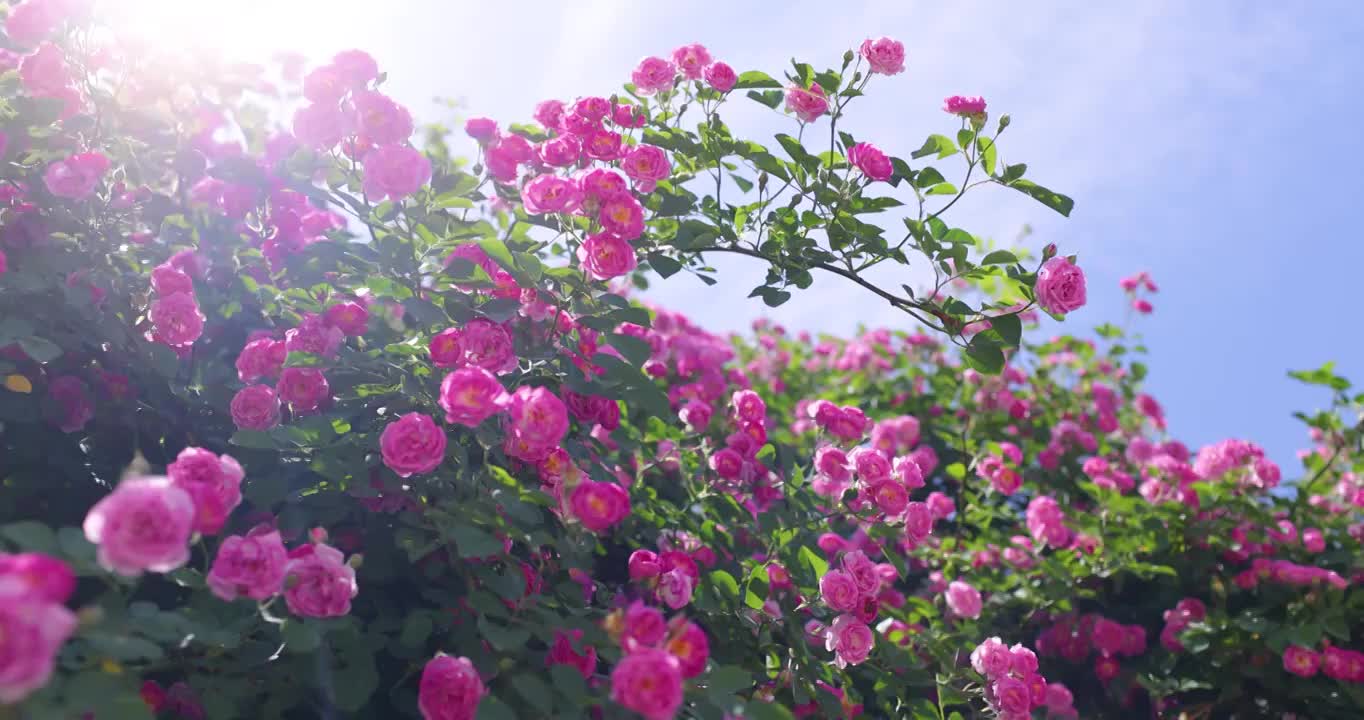 阳光下盛开的蔷薇花（选编）视频素材