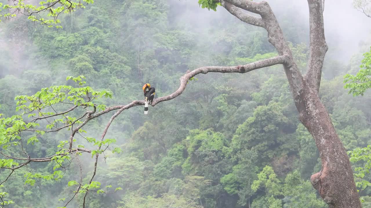 云南德宏州热带雨林中的双角犀鸟视频下载