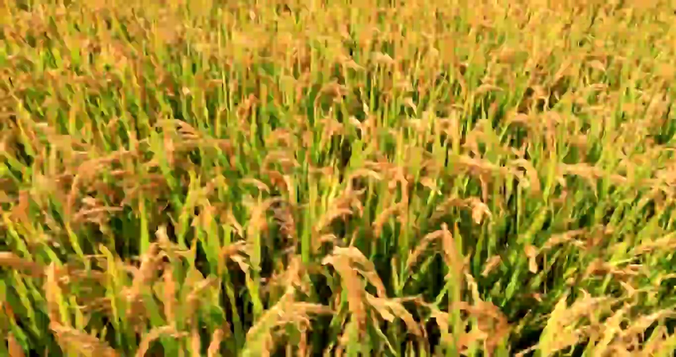 金色的稻田视频下载