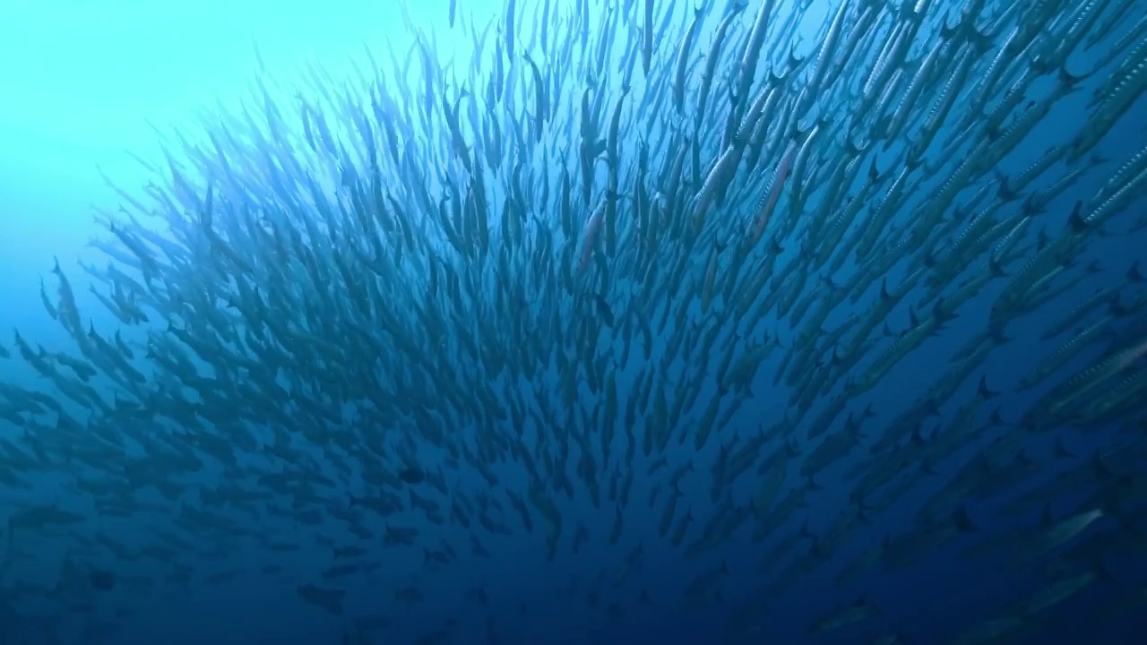 水下摄影蓝色海洋海底成群游动的海狼群视频下载